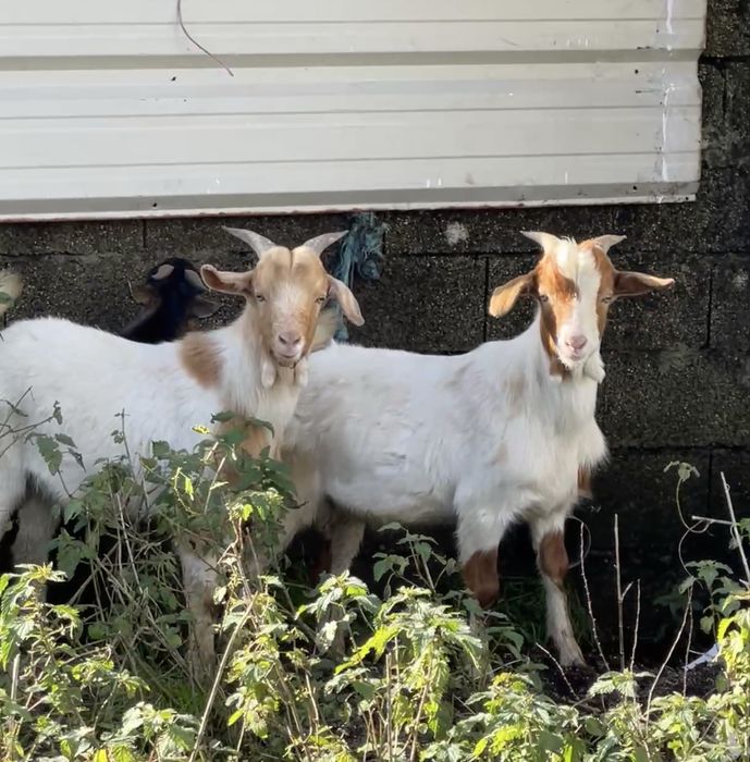 2 cabritos para futuros reprodutores cx de boer