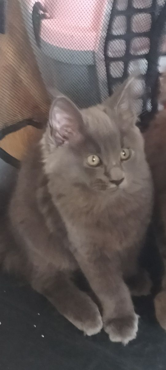 Kocurek Maine Coon FPL