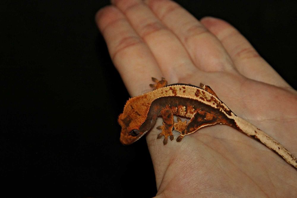 Gekon orzęsiony Pinstripe tri colour
