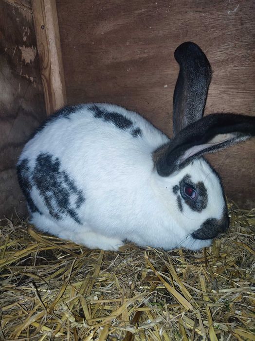 Sprzedam samicę o wadze 6,4 kg