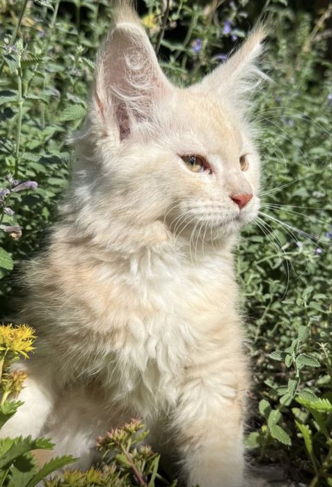 Daytona - kotka rasy Maine Coon