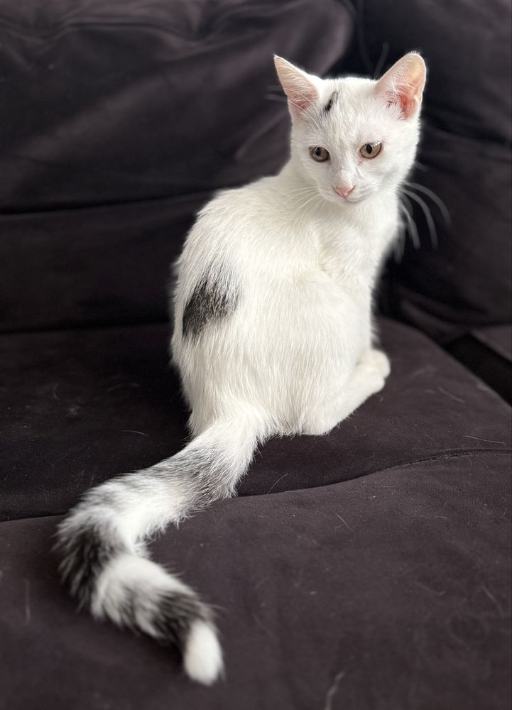 Kociak do adopcji Rafaello szuka domu