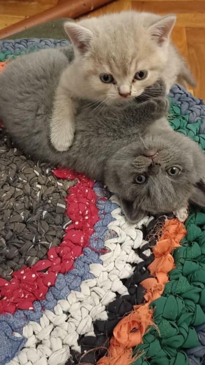 Шотландські кошенята