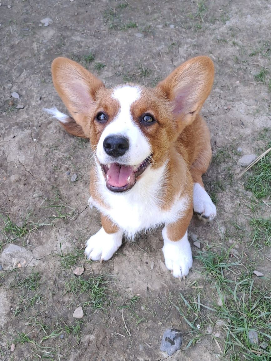 *FLOKI*WELSH CORGI CARDIGAN **śliczny piesek gotowy do zmiany opiekuna