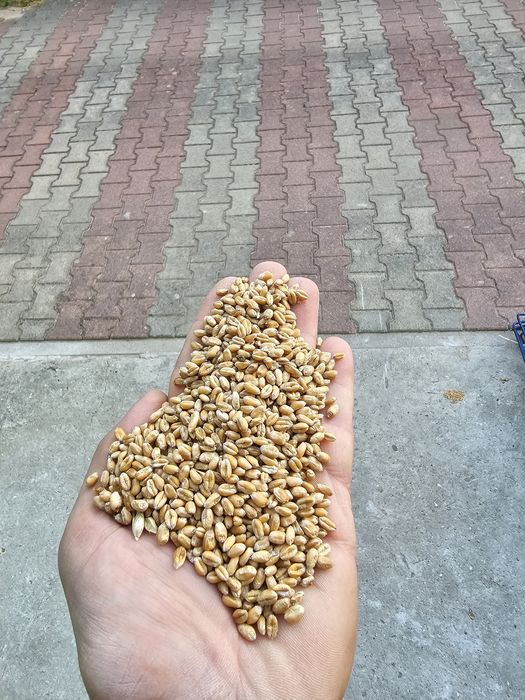 Owies czarny (gniady),Pszenżyto.