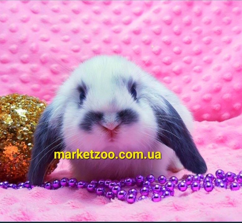 Мини mini lop мiнi карликовые кролики вислоухий баранчик висловухий