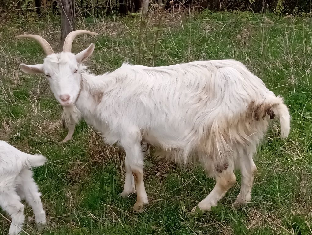 Продам добру козу.