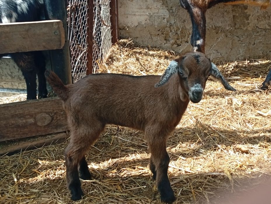 Альпо-нубійский козлик
