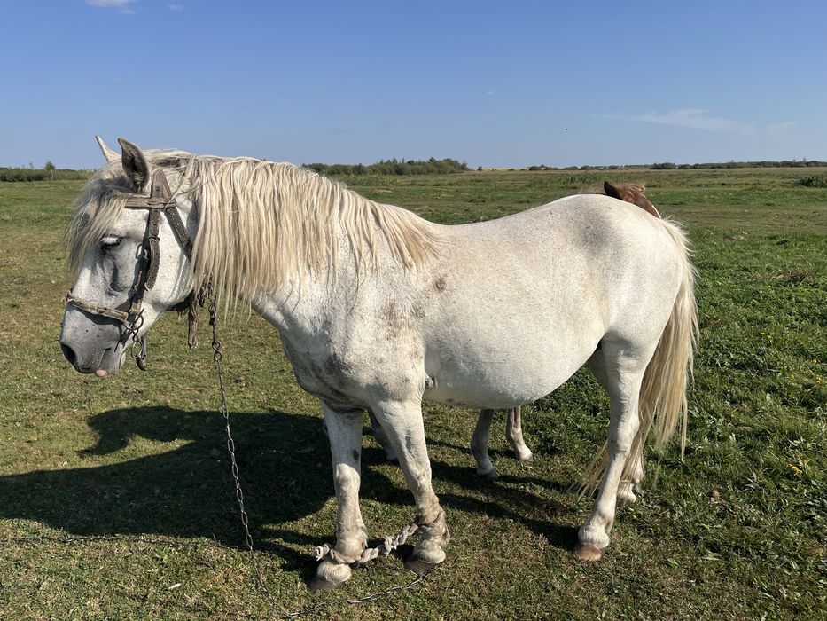 Продається кобила 10 років