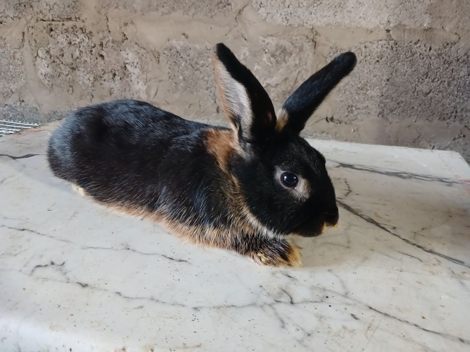 Кролики декоративные домашние