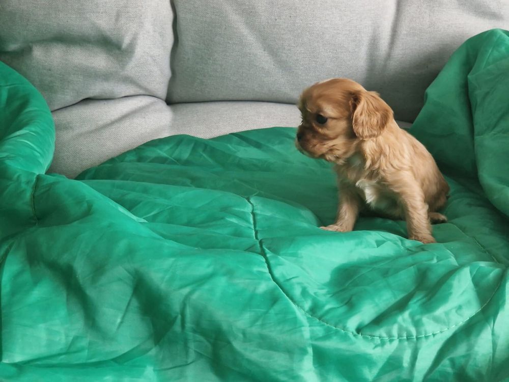 Cavalier King Charles Spaniel - rubinowa suczka