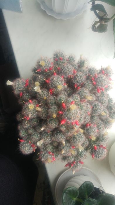 Маммилярия побегоносная