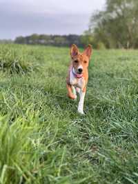 Basenji szczeniak FCI