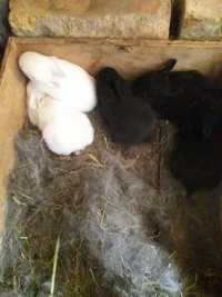 Кролики від 1  місяця до 4.