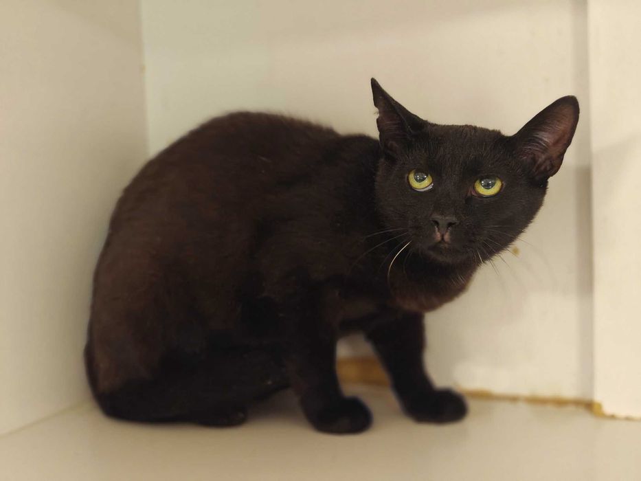 Попелюшка — сором’язлива і трепетна милашка (1 рік, кішка)