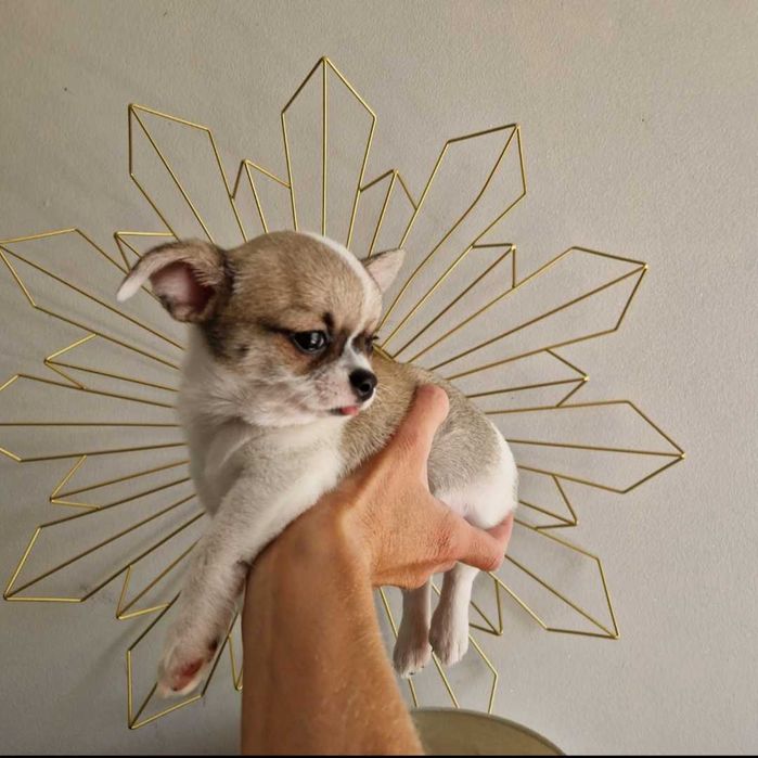 Chihuahua  mini toy