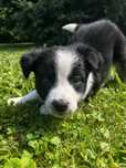 Suczka Border Collie