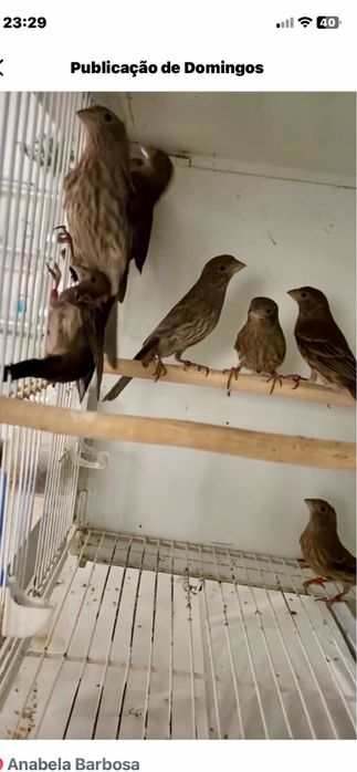 Abes para ceder 2024