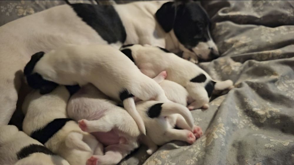 Щенки джек рассела парсон терьер