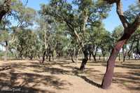 Propriedade com 27 hectares, florestada com sobreiros, na Abela – Sant