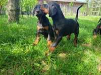 Doberman piesek gotowy do odbioru!