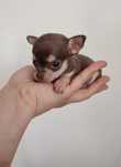 Chihuahua suczka cudna drobna gotowa do odbioru