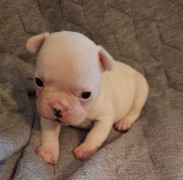 Bulldog FRANCÊS  Olhos azuis  Miniatura  PREÇO SÓ HOJE
