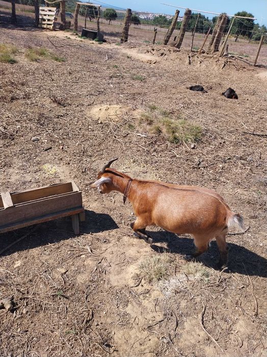 cabras anãs felizes