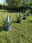 Vendo plantas para jardim Agaves e Yucas