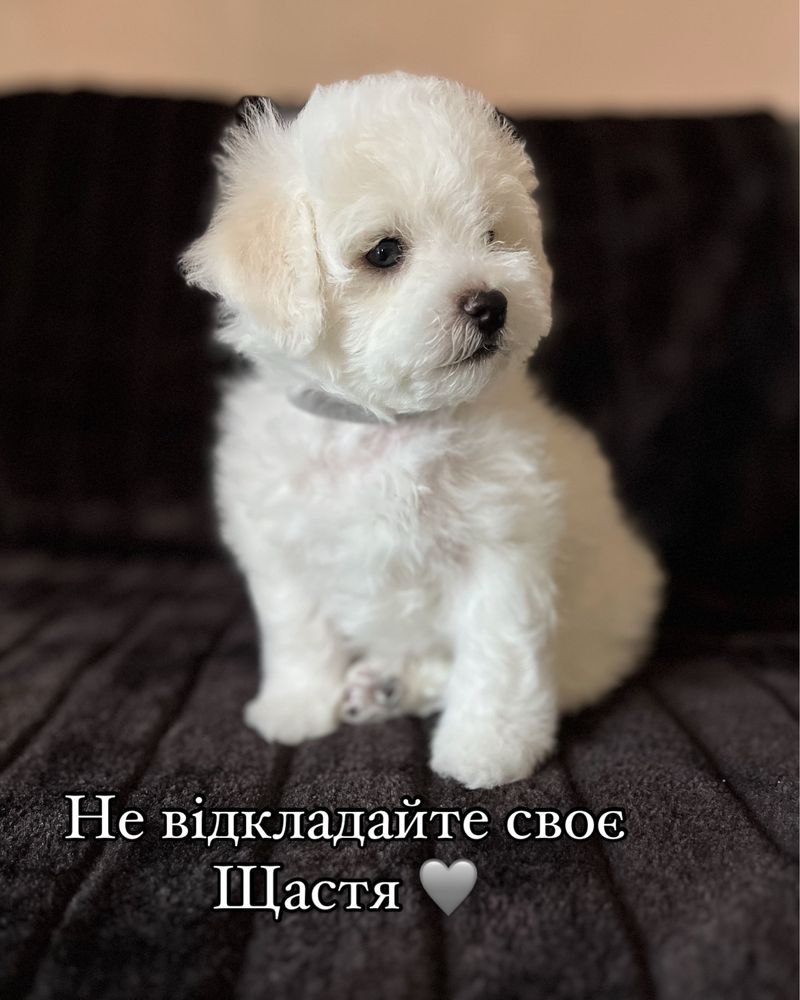 Бішон фоізе/хлопчик