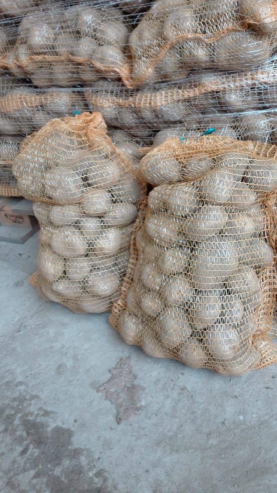 Ziemniaki od Producenta Gala, Vineta, Bellarosa i inne. Transport
