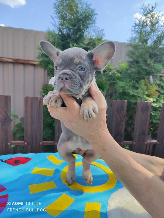 Дівчинка в забарвленні лилак тан.