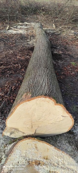 Sprzedam ładną Lipę