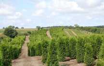 Tuja brabant 150 160, 180 200,220 250 do 300cm Thuja Dost gratis Jawor
