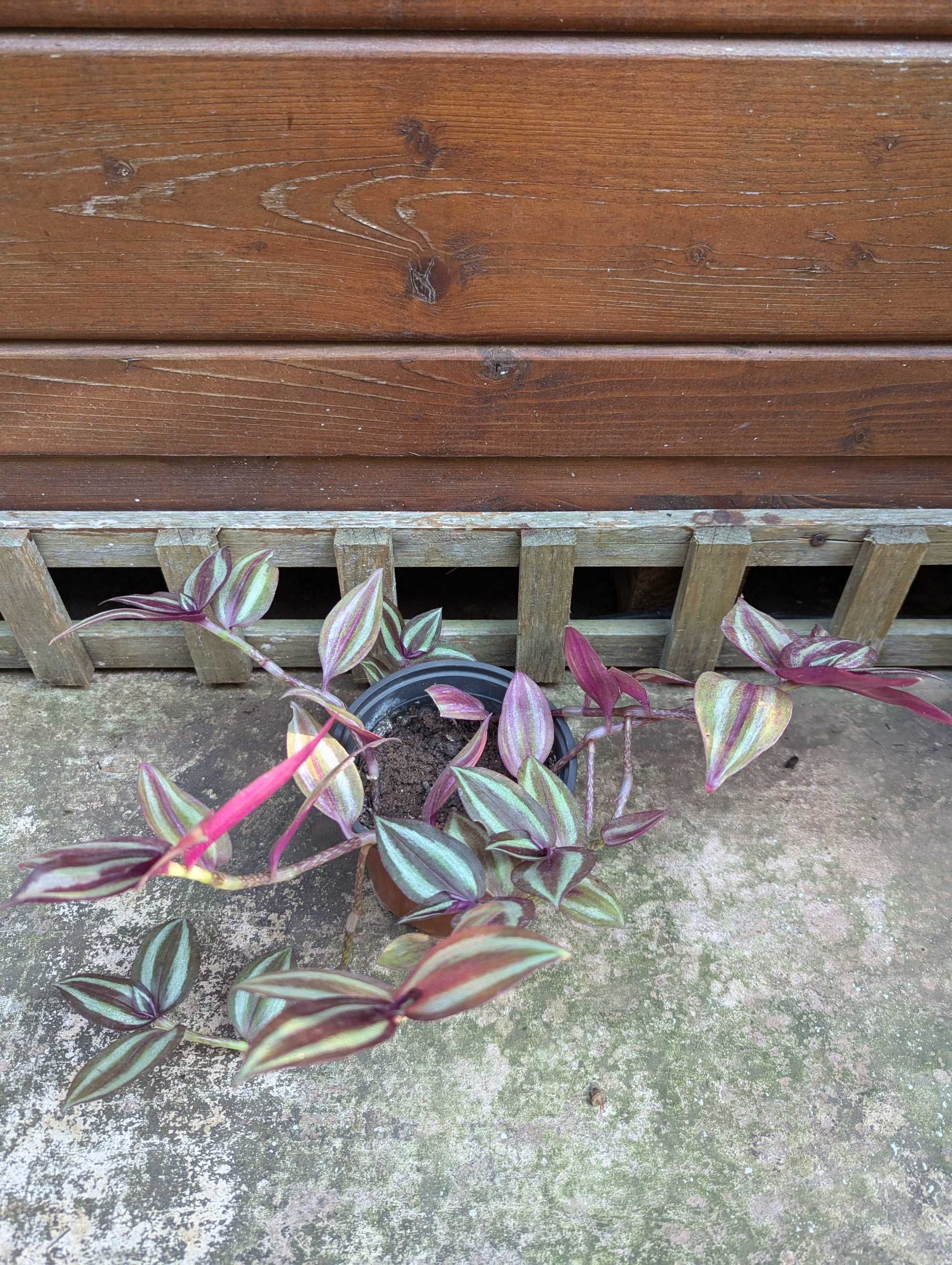 Plantas para venda! :)