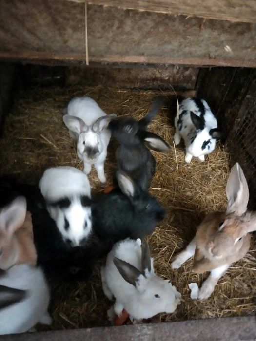 Króliki Pstrągowa i okolice