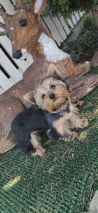 Yorkshire Terrier Z papierami