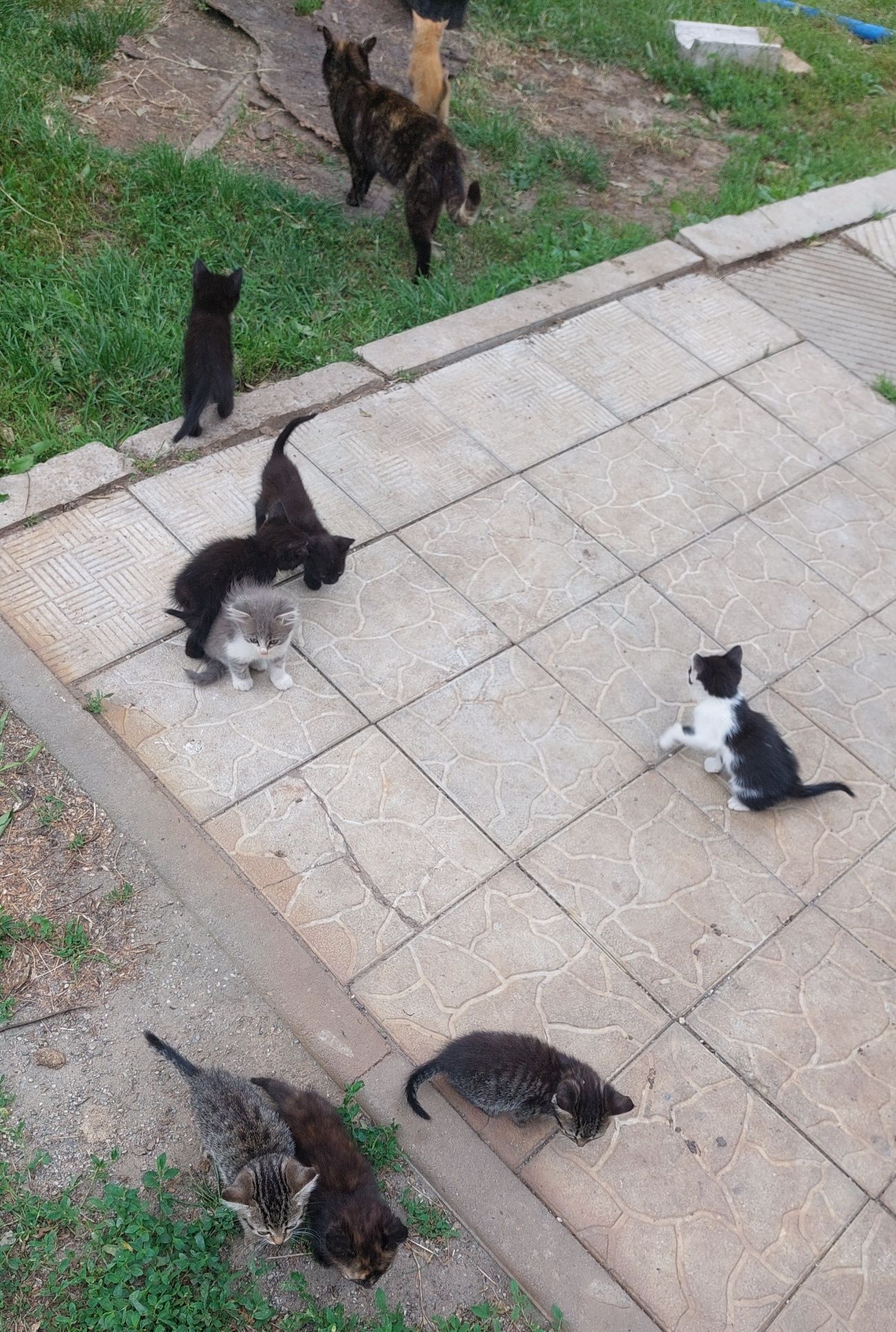 Віддам 9 кошенят