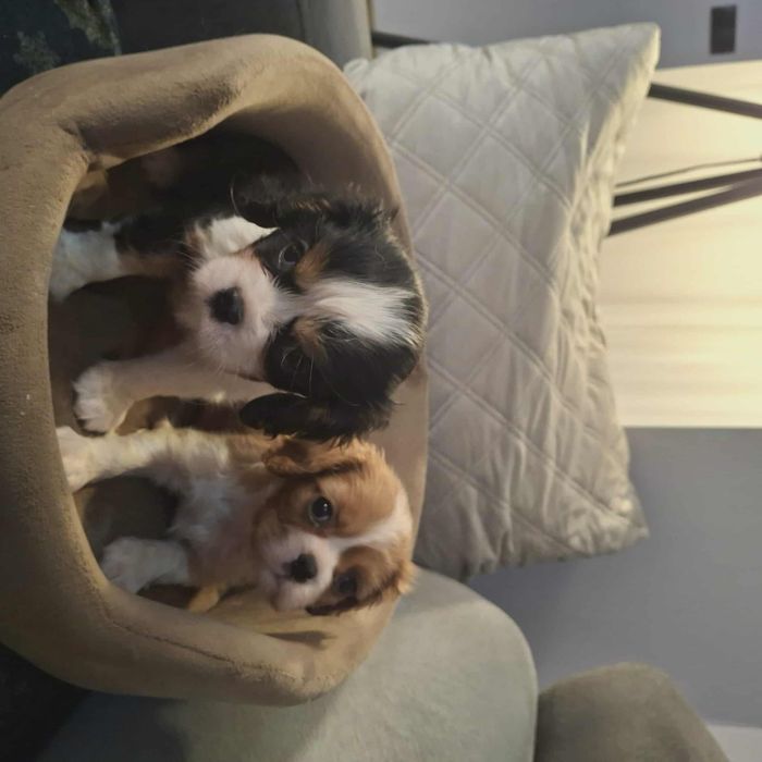 Śliczna suczka cavalier king charles spaniel z rodowodem