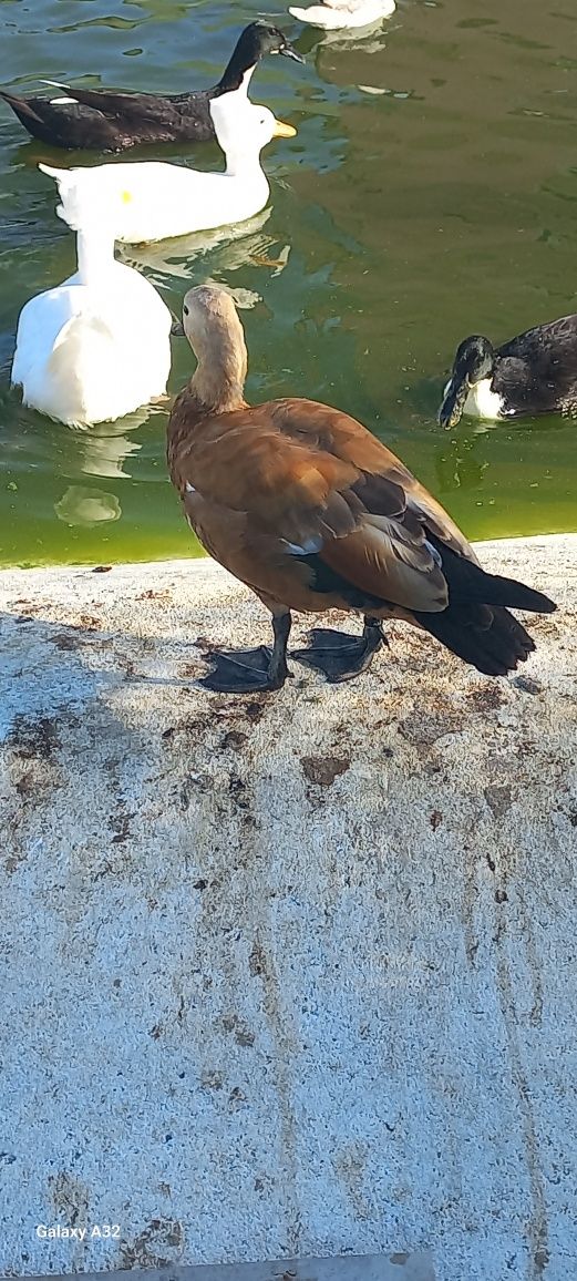 Macho tadorna ferrugínea