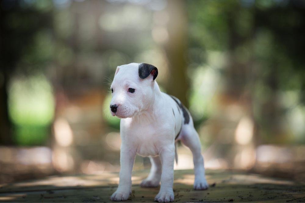 Suczka American Staffordshire Terrier Amstaff z rodowodem FCI ZKwP