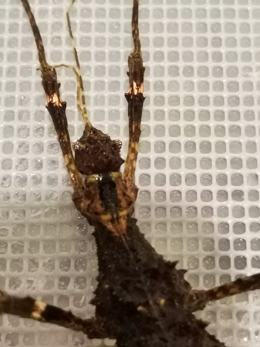 Палочник Филипинский