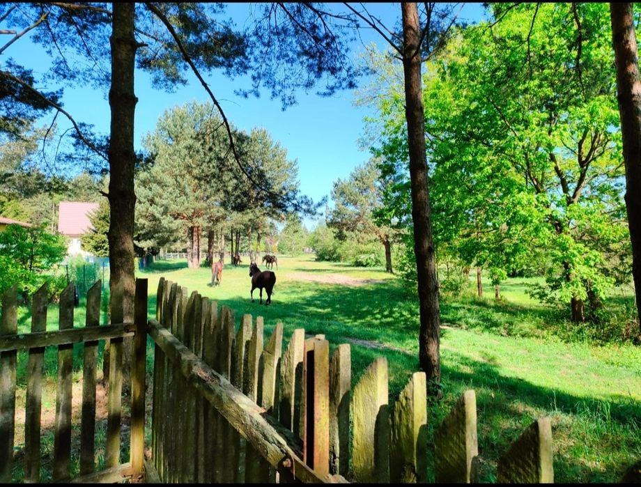 Domk na wynajem, spływy kajakowe, domki w lesie, nad wodą,