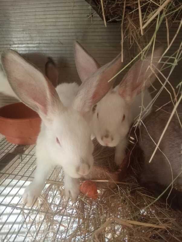Coelhos para venda