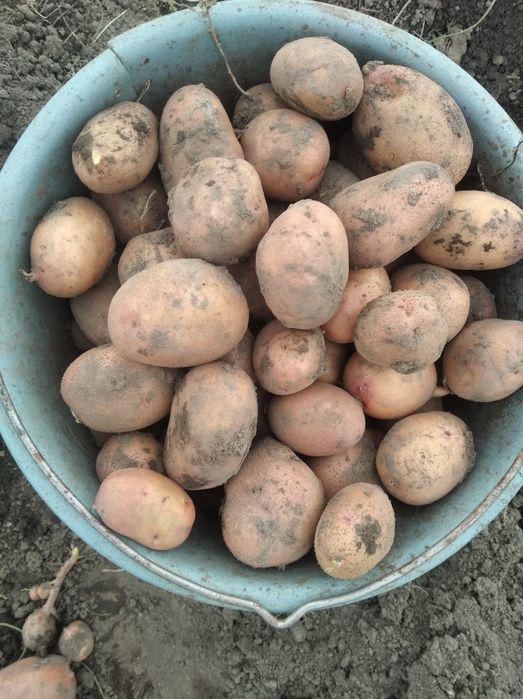 Продам насіння картоплі