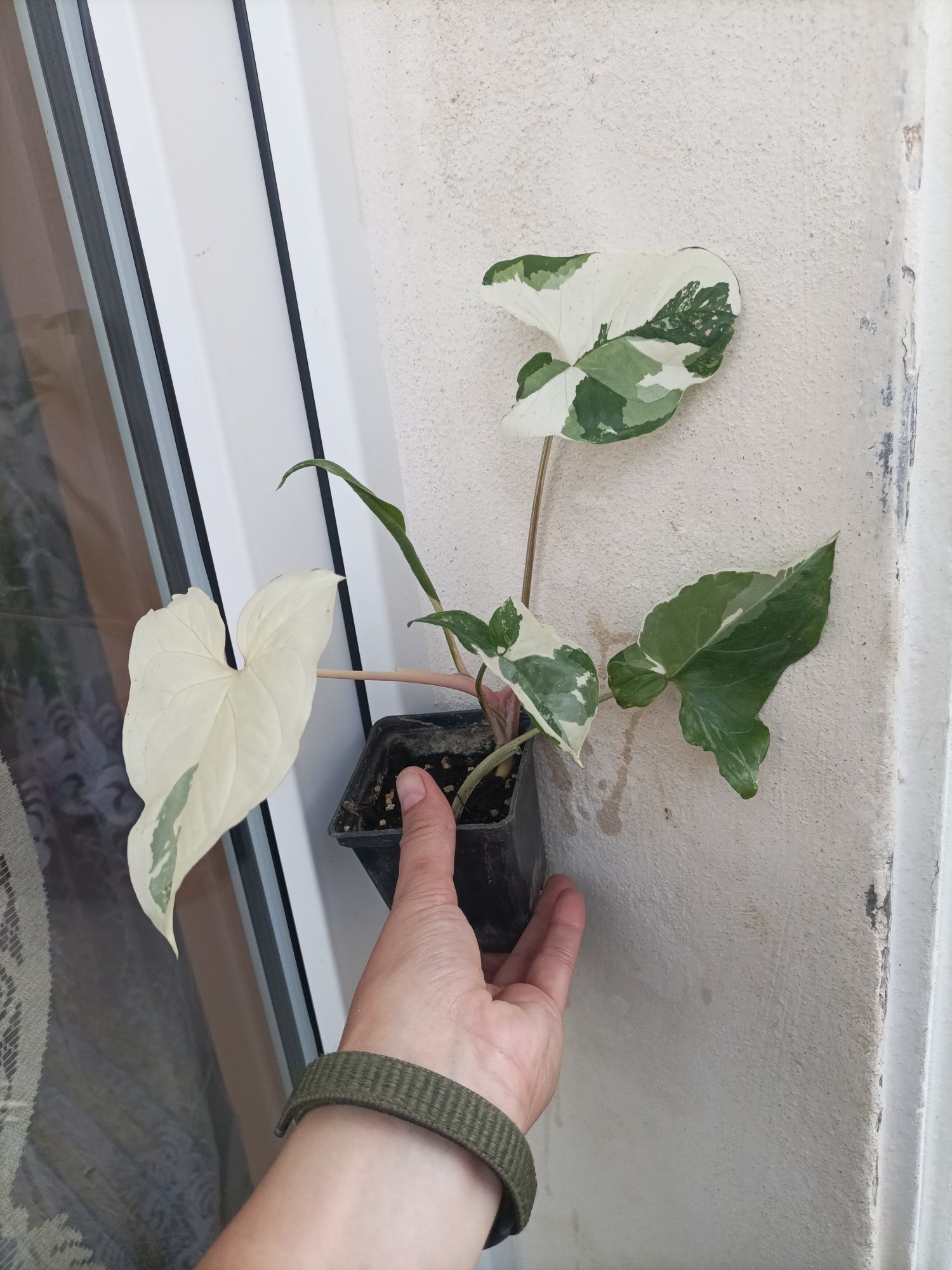 Syngonium Emerald Gem Variegata