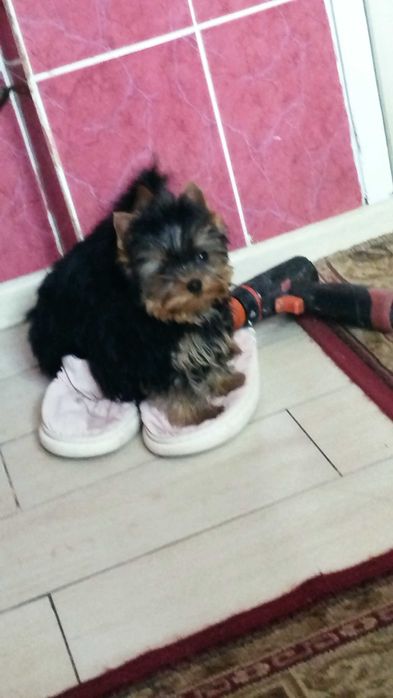 Йоркширський терьер хлопчики