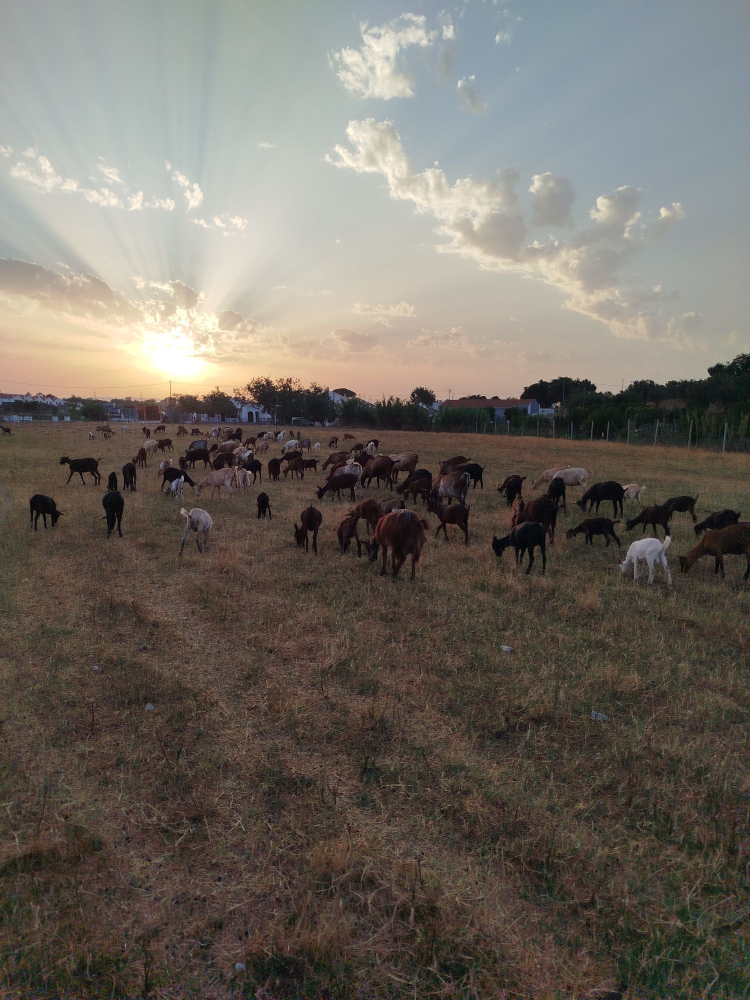 Vendo 50 cabras zona de Setúbal