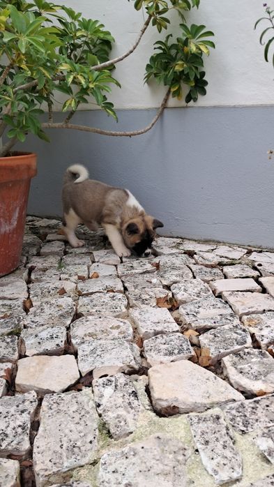 Akita Americano Fêmea castanha