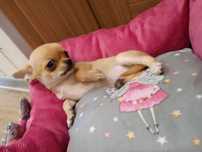 Malutka dziewczynka chihuahua